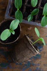 young seedlings grown in peat pots, placed in a plastic container near a window on a wooden...