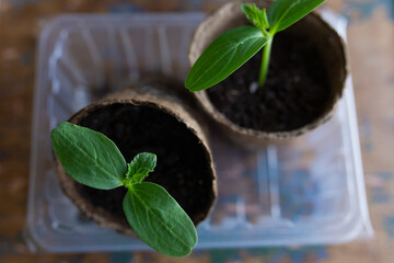 young seedlings grown in peat pots, placed in a plastic container near a window on a wooden...