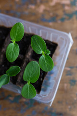 young seedlings grown in peat pots, placed in a plastic container near a window on a wooden...