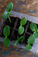 young seedlings grown in peat pots, placed in a plastic container near a window on a wooden...