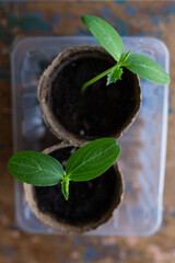 young seedlings grown in peat pots, placed in a plastic container near a window on a wooden...