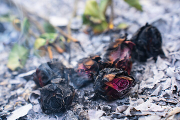 Burning and Charred Roses in Ashes – Symbol of Loss and Transformation
