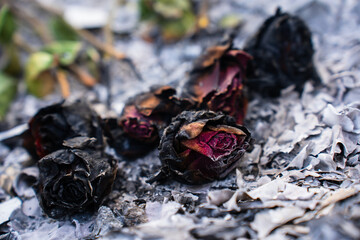 Burning and Charred Roses in Ashes – Symbol of Loss and Transformation