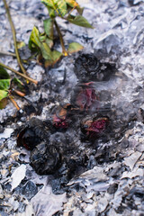 Burning and Charred Roses in Ashes – Symbol of Loss and Transformation