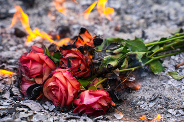 Burning and Charred Roses in Ashes – Symbol of Loss and Transformation