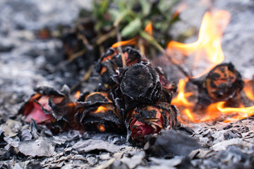 Burning and Charred Roses in Ashes – Symbol of Loss and Transformation