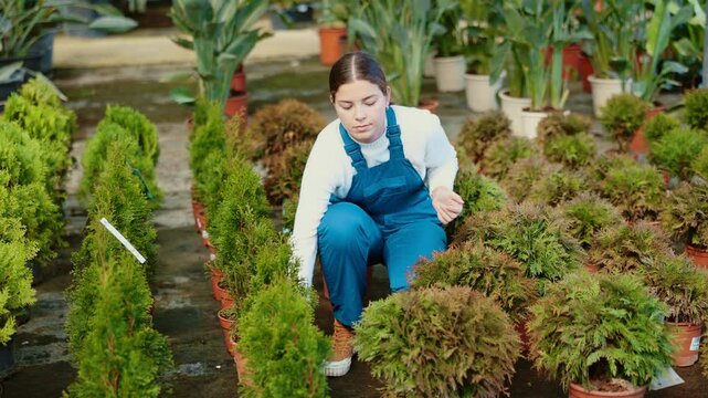 Experienced female gardener caring for a plant Thuja occidentalis in pots in glasshouse. High quality 4k footage