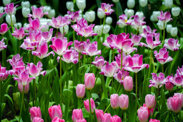 Close-up of pink tulips. Fields of blooming pink tulips. A flower bed with pink tulips, bright pink tulip flower background for spring or love designs.