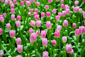Close-up of pink tulips. Fields of blooming pink tulips. A flower bed with pink tulips, bright pink tulip flower background for spring or love designs.