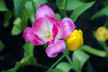 Close-up of pink tulips. Fields of blooming pink tulips. A flower bed with pink tulips, bright pink tulip flower background for spring or love designs.