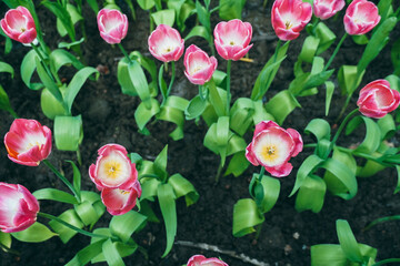 Close-up of pink tulips. Fields of blooming pink tulips. A flower bed with pink tulips, bright pink tulip flower background for spring or love designs.
