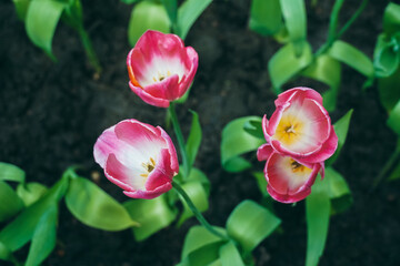 Close-up of pink tulips. Fields of blooming pink tulips. A flower bed with pink tulips, bright pink tulip flower background for spring or love designs.