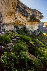 The Eco cave of Golden Gate Highlands National Park, Drakensberg Mountains, South Africa, filled with daisy like yellow wildflowers.
