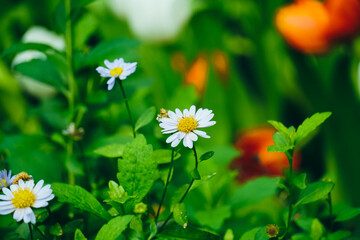 White daisy flowers blooming in forest areas in spring. Close up of Daisy Background, wild chamomile, meadow, little white wildflowers. daisy flowers. daisy close up, field of daisies, natural picture