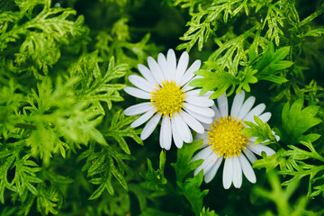 White daisy flowers blooming in forest areas in spring. Close up of Daisy Background, wild chamomile, meadow, little white wildflowers. daisy flowers. daisy close up, field of daisies, natural picture