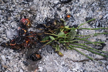 Burning and Charred Roses in Ashes – Symbol of Loss and Transformation