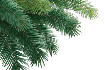 Close-up of vibrant green palm fronds (5)