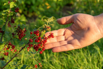 A hand extends towards clusters of bright red berries on a plant in a lush garden. The sunlight...