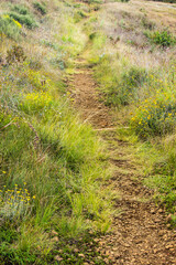 Small hiking trail going through the different shades of green and yellow of the afroalpine grasslands of the Drakensberg mountains of South Africa, in the summer.