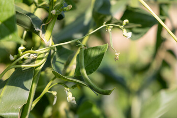 A green bean plant with green leaves and green beans. The plant is growing on a vine
