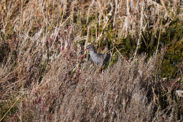 Common Redshank Hidden Among Golden Wetland Grasses