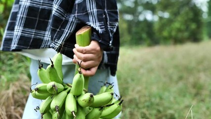 A young woman holds a freshly cut banana from a tree, symbolizing organic farming practices and a commitment to natural, chemical-free food production in a sustainable environment.