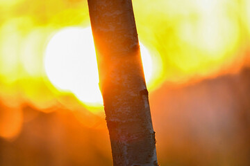 Birke im Sonnenuntergang