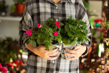 a florist girl holds two flower pots with Kalanchoe in a flower shop without a face