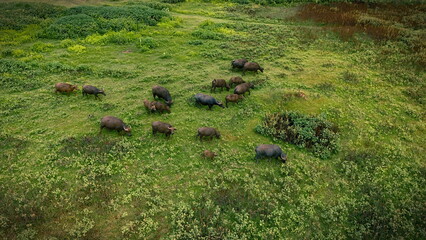 A herd of water buffalo grazes peacefully in a vibrant green pasture, surrounded by rolling hills under a soft, cloudy sky. This serene rural landscape captures the essence of tranquility and natural 