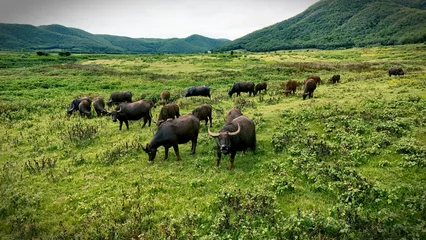 Selbstklebende Fototapeten Büffel A herd of water buffalo grazes peacefully in a vibrant green pasture, surrounded by rolling hills under a soft, cloudy sky. This serene rural landscape captures the essence of tranquility and natural   © Y U K C U T E