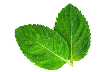Fresh green mint leaves isolated on transparent background.