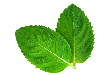 Fresh green mint leaves isolated on transparent background.