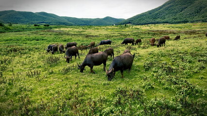 A herd of water buffalo grazes peacefully in a vibrant green pasture, surrounded by rolling hills under a soft, cloudy sky. This serene rural landscape captures the essence of tranquility and natural 