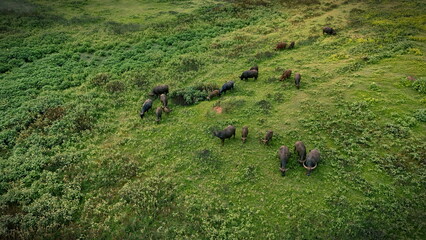A herd of water buffalo grazes peacefully in a vibrant green pasture, surrounded by rolling hills under a soft, cloudy sky. This serene rural landscape captures the essence of tranquility and natural 