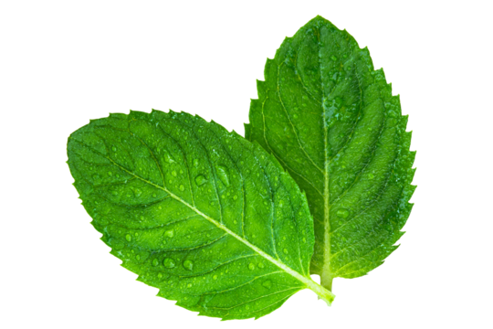 Fresh green mint leaves isolated on transparent background.