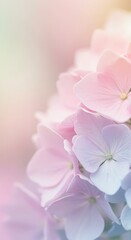 Fototapeta premium Hydrangea Bloom: Delicate, pastel-colored hydrangea petals unfurl, their soft hues merging into a serene and ethereal gradient. A gentle and romantic image.