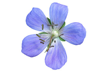Close-up of bright blue geranium flower with delicate petals on transparent background