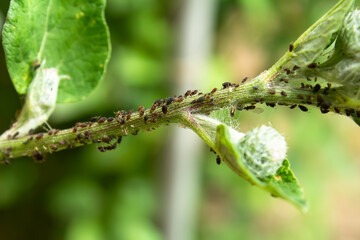 Aphids attacking plant stem.