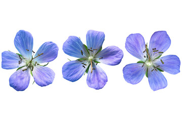 Three delicate blue geranium flowers isolated on transparent background.