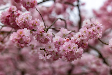 A closeup of vibrant pink cherry blossoms in full bloom, symbolizing springs joyous arrival and...