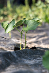 A small bean plant is growing in a plastic container. The container is black and the plant is green