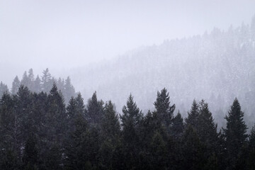 Winter Storm with Falling Snow in Mountains Forest or Forrest of Pine Trees