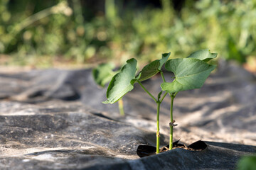 A small bean plant is growing in a plastic container. The container is black and the plant is green