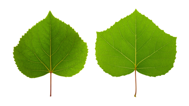 Green poplar leaf highlighting delicate venation pattern against transparent backdrop