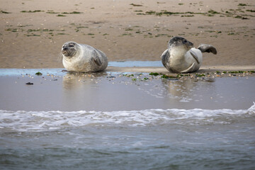 Two adorable seals are lounging peacefully on the warm sandy beach, close to the gentle rolling ocean waves