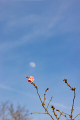 A delicate cherry blossom gracefully emerges against a tranquil blue sky, complemented by a hint of the moon