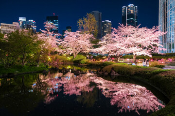 東京都港区 六本木、毛利庭園の夜桜