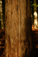 Fototapeta premium A closeup view of a tree trunk located in a serene woodland area