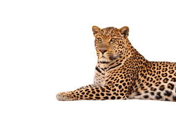 Spotted leopard lying down with golden coat and black rosette patterns, isolated on a transparent background