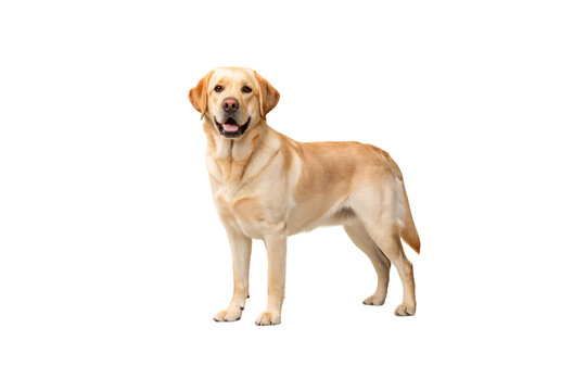Yellow Labrador retriever dog standing in profile with friendly demeanor, isolated on a transparent background - Powered by Adobe